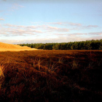 33_2amrum_wald.jpg