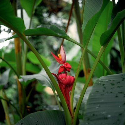 14_Garden_FlowerRed.jpg