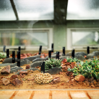 27_Garden_Cactus.jpg
