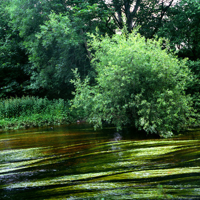 28_Ireland_Wassergras.jpg